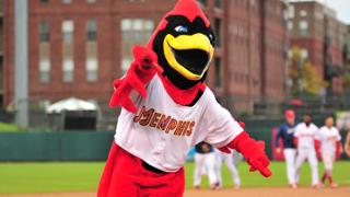 Rockey the Redbird